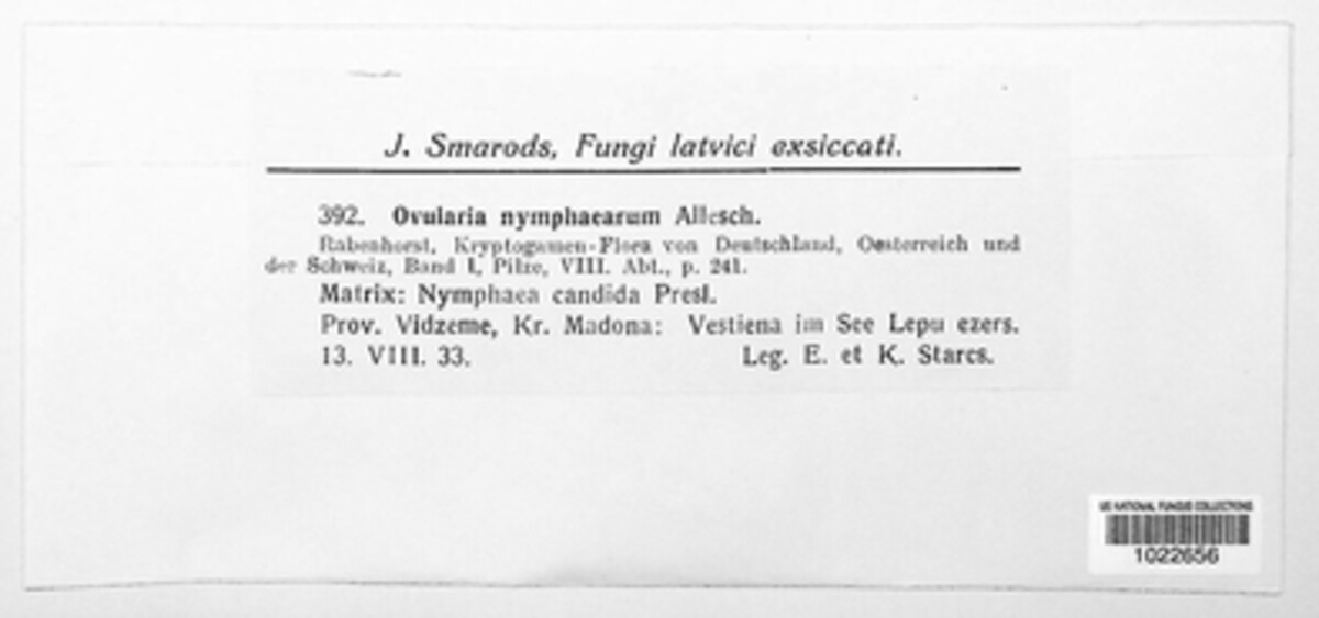 Ovularia nymphaearum image